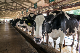 dairy farms-1.jpg
