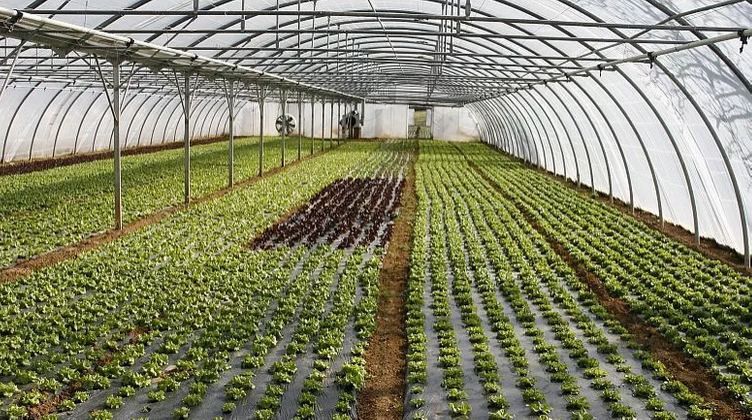 greenhouse_775_433.jpg