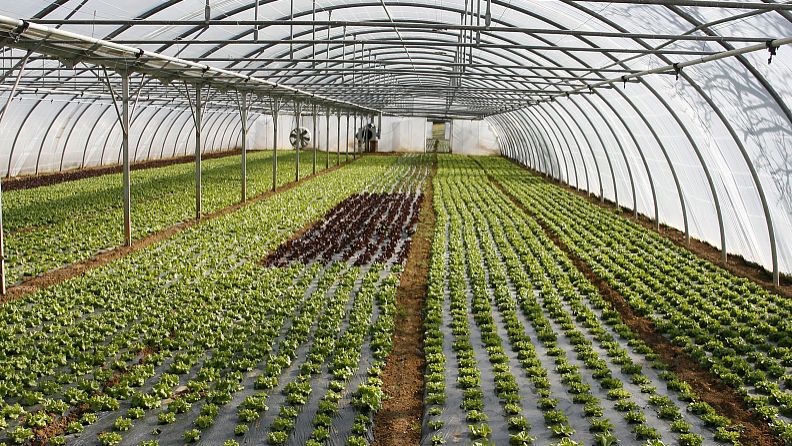 greenhouse