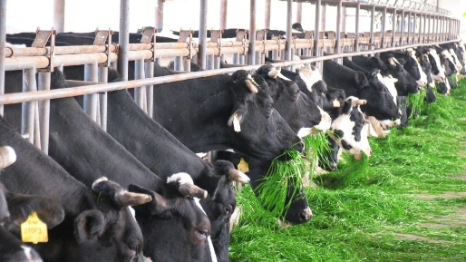 dairy farms_514_289.jpg