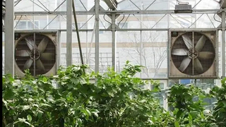 greenhouse ventilation exhaust fan_567_319.jpg